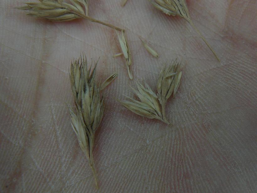 graminacea con claviceps - Festuca sp.